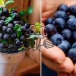 Schoko-Gugelhupf mit cremigem Käsekuchenherz